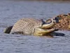Crocodilii din Făgăraş