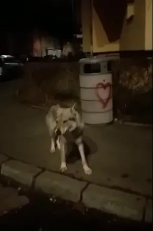 Un câine cu „blană de lup” a băgat spaima în oraş