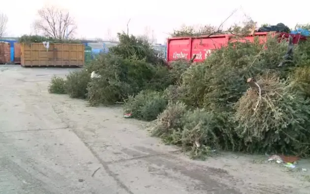 Brazii de Crăciun ai braşovenilor, transformaţi în biomasă