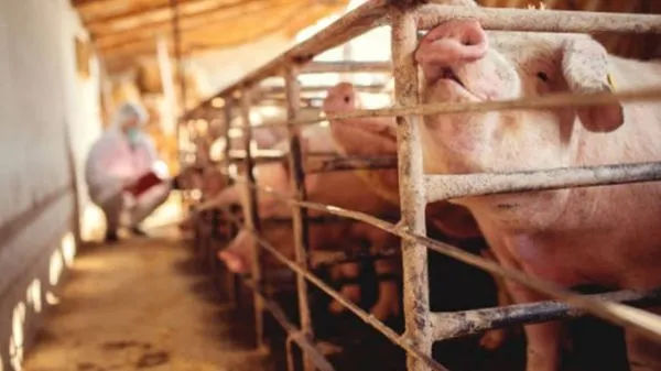 Caz de pestă porcină, confirmat în judeţul Braşov