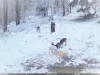 Aşa ceva rar vezi: căprioara albă din Bucegi