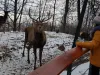4 posturi libere la Zoo  