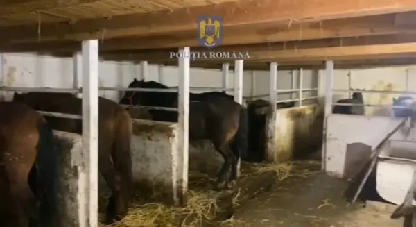 33 de cai salvaţi de la ucidere  