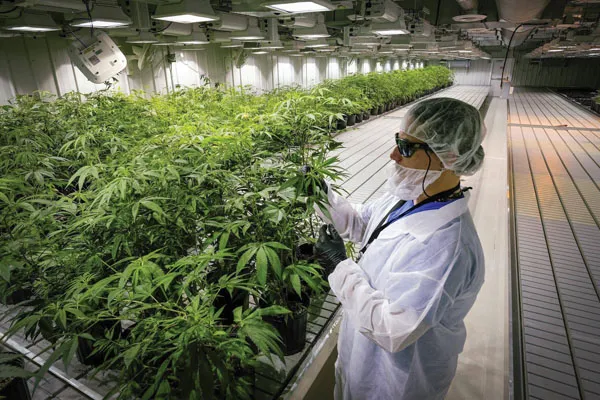 Legalizarea cannabisului: politicienii vor, Internele - nu  