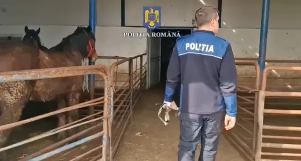 Control judiciar pentru 5 persoane în dosarul de ucidere a cailor