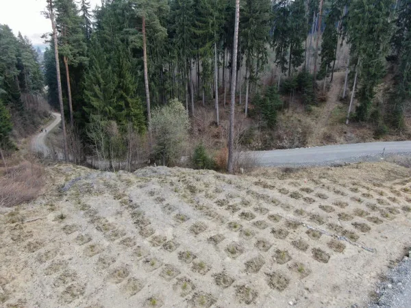 Peste 15 hectare de „pădure nouă” în vecinătatea municipiului Săcele  