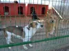 Peste 60 de câini, capturaţi la Râşnov în două luni