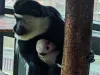 „Părinţii Zoo”