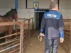 Control judiciar pentru 5 persoane în dosarul de ucidere a cailor