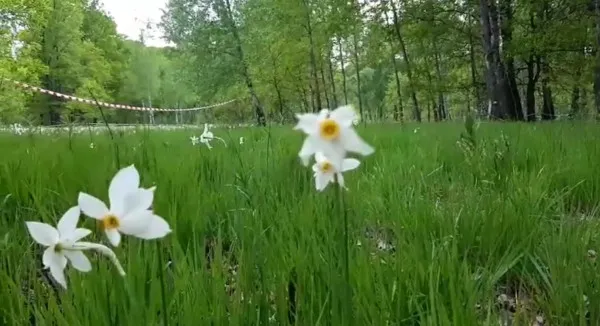 Poiana Narciselor, gata să-şi primească vizitatorii