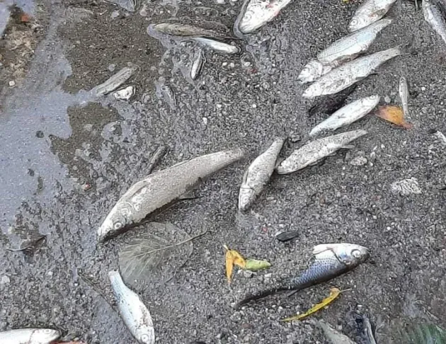 Zeci de peşti morţi, în lacul de la Reci: şalău şi novac