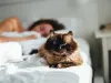 Somnul din timpul zilei: cum ne poate ajuta acest obicei să încetinim îmbătrânirea