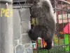 Urs împuşcat după ce vizita des aceeaşi gospodărie