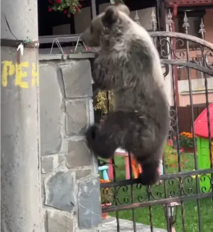 Urs împuşcat după ce vizita des aceeaşi gospodărie