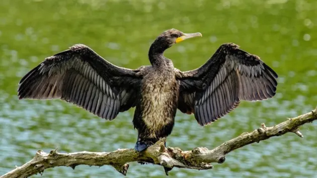 Cormoranii lui Daea: respins