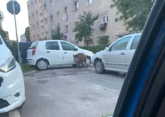 „Mistreţul-gunoier”