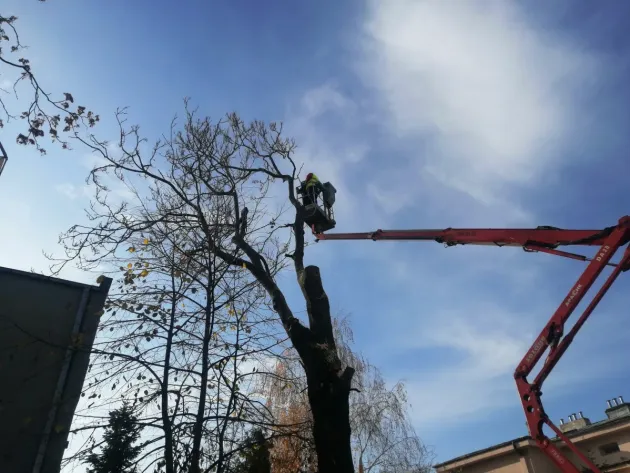 208.000 de lei pentru „defrişări” prin oraş
