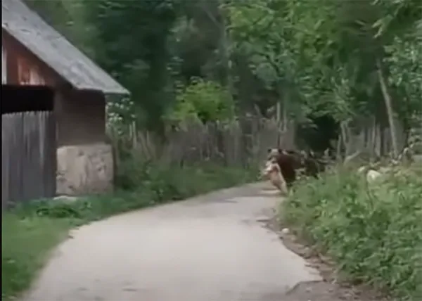 Prins cu mielul în gură