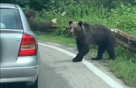 A luat ursul „la ţintă”