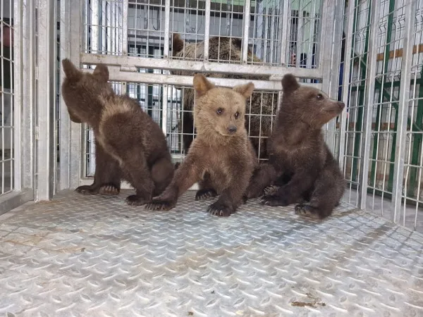 Încă 4 urşi la Zărneşti
