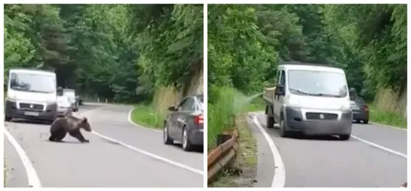 Un angajat al Apelor Române „face ordine” pe Transfăgărăşan. Spray pentru urs, înjurături pentru cei care-i dau de mâncare