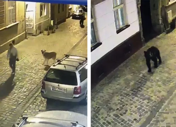 O întâlnire cu ursul: cine a fugit mai tare, ursul, câinele sau femeia?