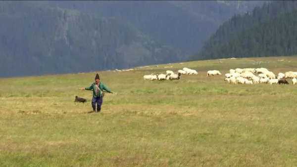 Cioban absolvent al Facultăţii de Silvicultură din Braşov, n-ar da pe nimic viaţa în natură