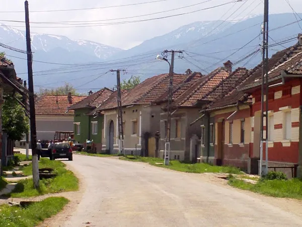 A intrat ursul peste ei, le-a omorât scroafa