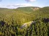 47 de vile în mijlocul unei păduri seculare