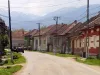 A intrat ursul peste ei, le-a omorât scroafa