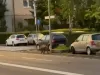 Zilele mistreţilor