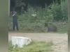 Un urs eutanasiat şi doi recoltaţi, anul acesta în judeţul Braşov. Alţi 68 au fost fugăriţi din localităţi