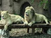 Cum sunt ajutate animalele de la Zoo să treacă peste zilele caniculare