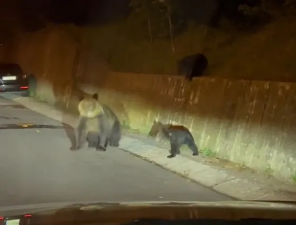 Grădina Zoologică (fără gard) Braşov