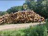 Niciun act pentru 3 mc de mesteacăn, stejar şi carpen