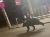 La jogging prin centrul Branului