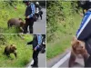 Turiştii „confundă” urşii cu animalele domestice