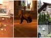„Ursul mi-a băut tot whisky-ul”