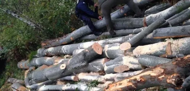 În arest, după ce au fost prinşi tăind copaci din pădure