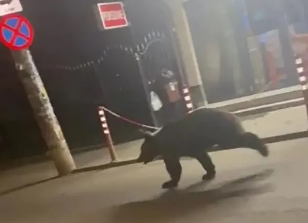 La jogging prin centrul Branului