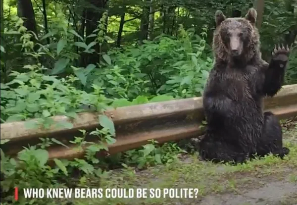 Ursul care te salută  