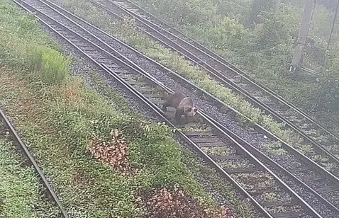 „Recoltat” sub roţile trenului
