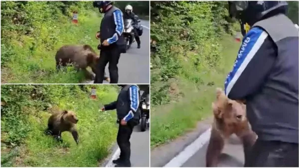 Turiştii „confundă” urşii cu animalele domestice