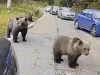 Ţara „ursuleţilor prietenoşi”