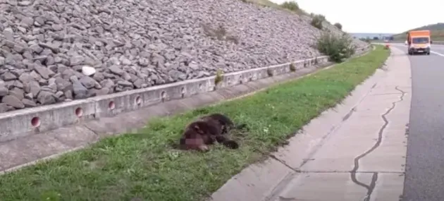 Din Braşov, a omorât un urs pe A3
