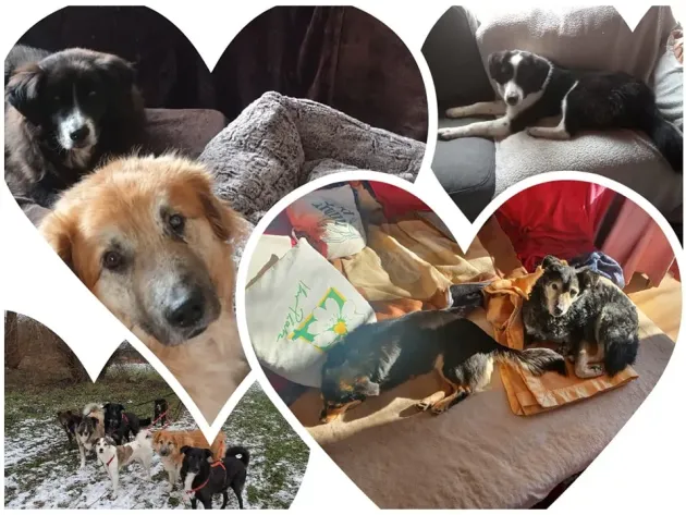 Pregătiri pentru Ziua Internaţională a Animalelor