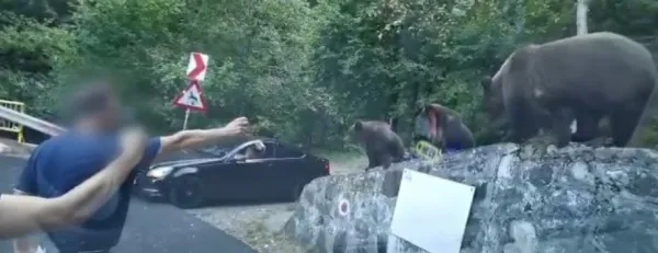 Alţi turişti „prieteni” cu urşii pe Transfăgărăşan