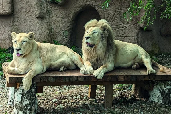 Leii şi tigrii de la Zoo Braşov, „aer condiţionat” de 500.000 de lei 