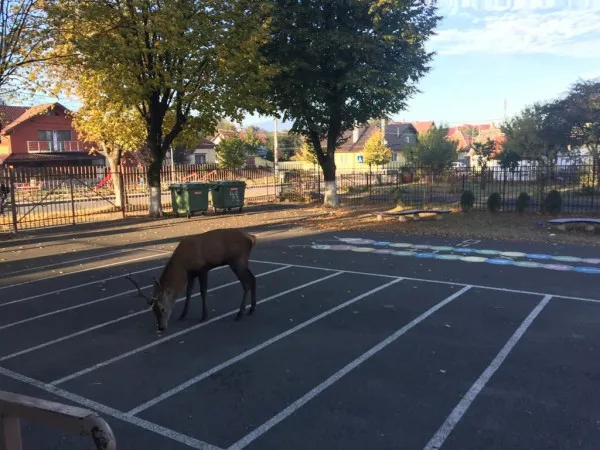 Cerbul care a întârziat la curs