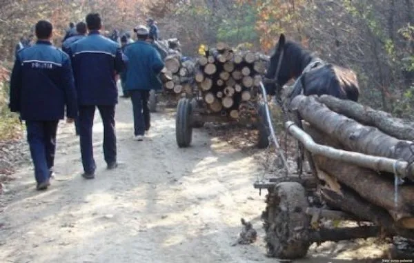 Au rămas fără caii de povară folosiţi la cărat lemn furat